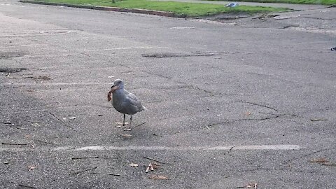 Pizza Seagull