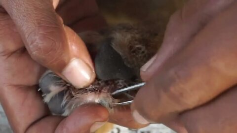 Full ticks on paws that volunteer girl remove by tweezer