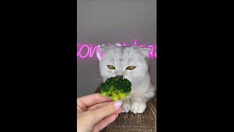 my cat don't like broccoli 🤮 funny videos