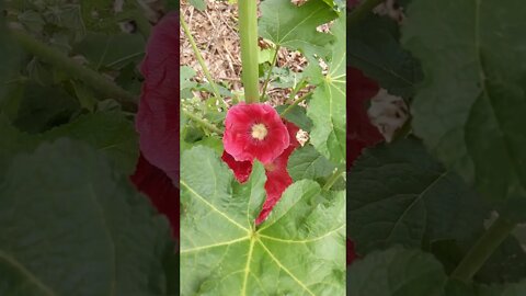 HollyHock