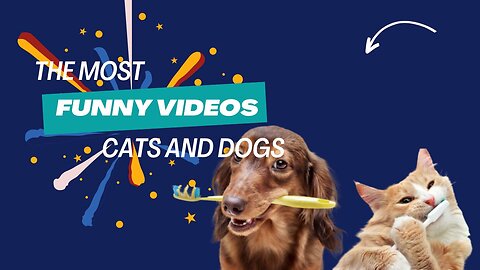 Funny cats and dogs in funny animal videos 2024 🤣 - 😂 Funny Animals: Part 6