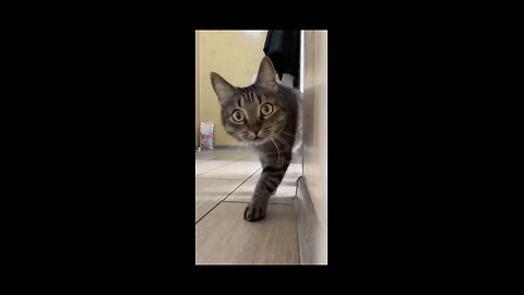 cat_video#cat_