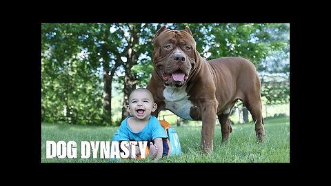 Giant Pit Bull Hulk & The Newborn Baby | DOG DYNASTY