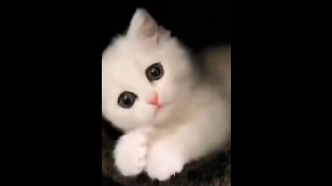 Cute cats training