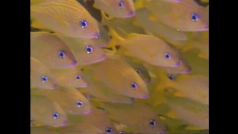 Jewels of the Caribbean Sea 1994 Nat Geo