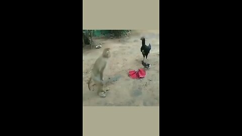 Funny animal video