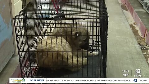 Malnourished dogs rescued from Nye County breeder