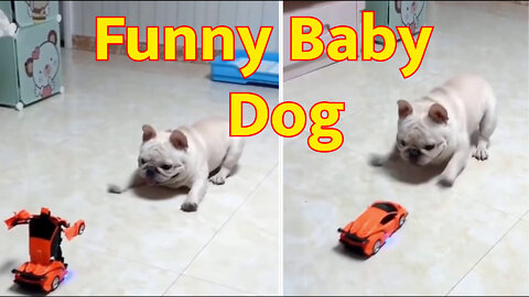 My Cute and funny Dog playing with toy_#Short