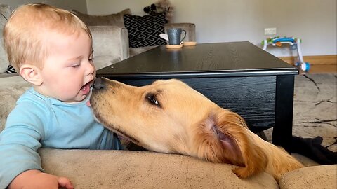 Golden Retriever Protects His Baby! They're Best Friends! (Cutest Ever!!)