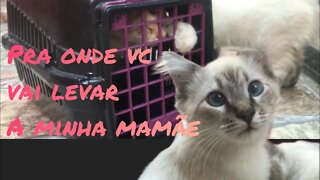 Levei a Diana bichana para ser castrada !