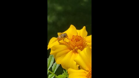 Honeybee gathering nectar and pollen