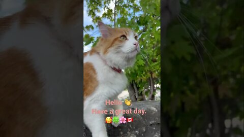 I met an Orange Tabby Cat today 🥰🌸🍀🇨🇦 | Grimsby Beach, ON Canada