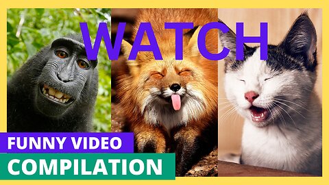 Funny animal videos 2023-Funny cats/Dogs-Funny animals/Kanfunnypet