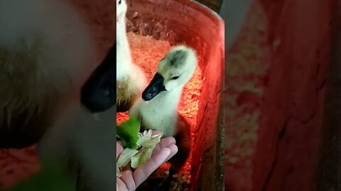 Ducks & Geese ❤ #socute #trending #farmanimals #viral #shorts