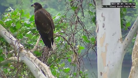 USS Eagles - USS 5 chases Dad off branch