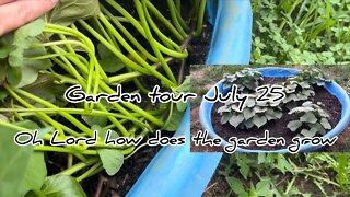 July 25, 2022 Garden tour#gardentour #gardeningtips