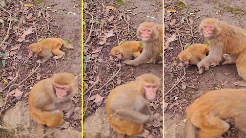 Monkeys protect children from humans