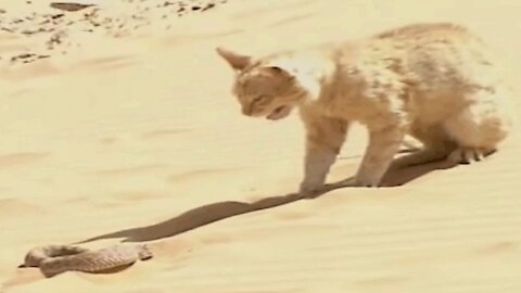 Joust between a desert cat and a snake