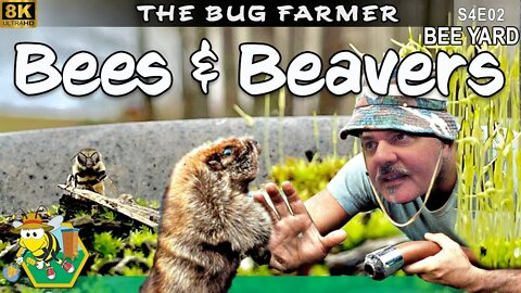 Bees & Beavers