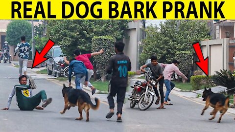 Real Dog Bark Prank @Smarties Prank TV