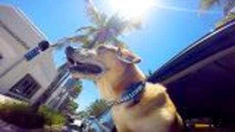 Miami Beach Florida Doggie Cam