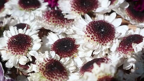 🌸 Preserved Flowers Basket 🌸