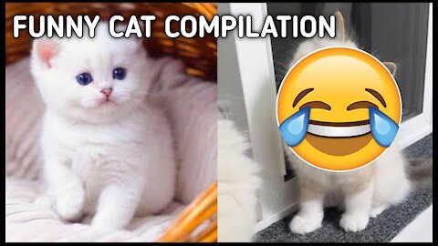 Baby Cats - Cute and Funny Cat Videos Compilation