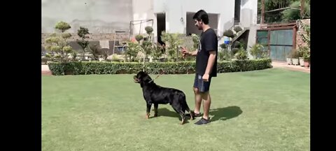 How to Train your Dog to become Champion ( Dog Shows)