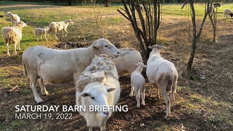 Barn Briefing 3-19-2022