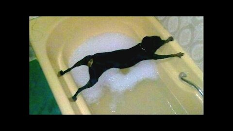 Dogs just don't want to bath - Funny dog bathing