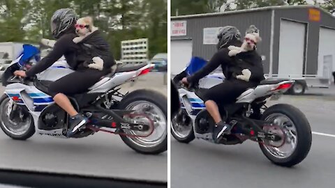 Fearless Dog Rides Motorcycle With Her Owner