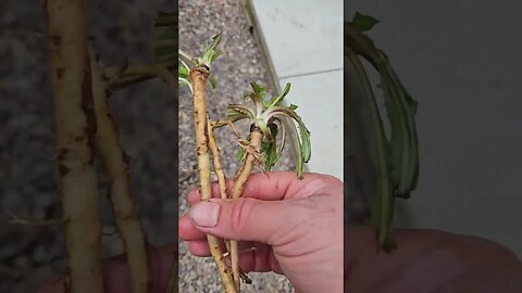 Dandelion Roots - good for making Dandelion Coffee