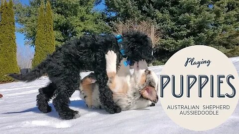 Australian Shepherd and Aussiedoodle puppies playing