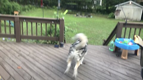 Kids think it’s hilarious when dog chases deer in the yard