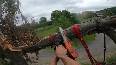 Surgically Removing a Storm Damaged Canopy Limb