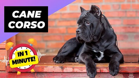 Cane Corso - In 1 Minute! 🐶 One Of The Biggest Dog Breeds In The World | 1 Minute Animals