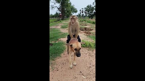 Funny Monkey