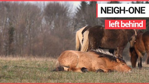 Heartwarming footage shows wild horses biting a member of their herd after it collapses