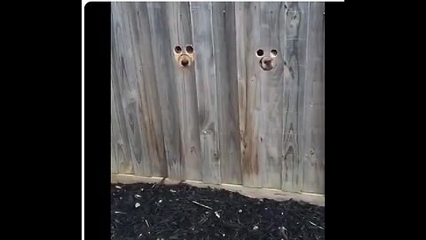 Nosey dogs