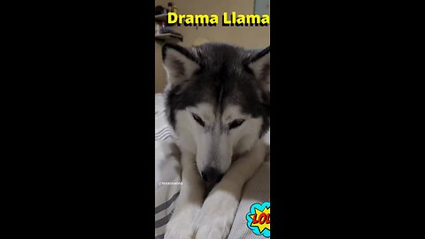 Talking Husky Throwing a Tantrum