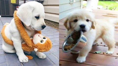 Baby Dogs 🟡 Cute and Funny Dog Videos Compilation 2022 Funniest & Cutest Golden Retriever Puppies