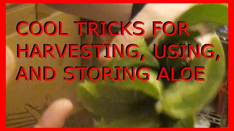 Cool Tricks For Harvesting, Using, and Storing Aloe