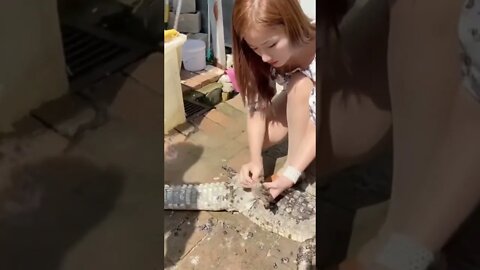 Chinese Girl Gives Alligator a Manicure