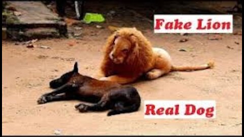 Prank Video | Dog Funny vs Fake Lion | Fake Tiger Prank Very Funny Video