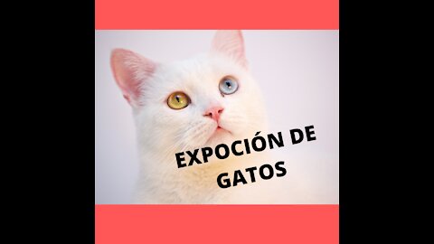 EXPOSICIÓN DE GATOS - COMPILACION MEJORES VIDEOS [2021]