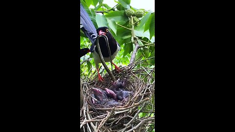 sparrow mother saved her child