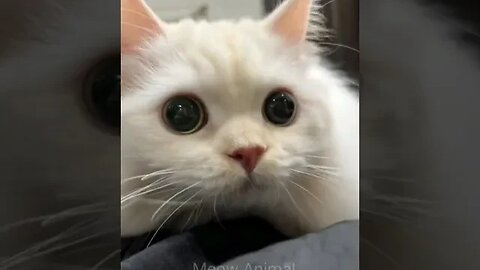 kumpulan kucing lucu #viral