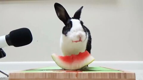 Rabbit eating watermelon ASMR