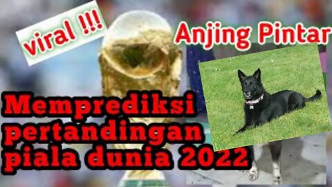 anjing pintar memprediksi pertandingan pembukaan piala dunia 2022