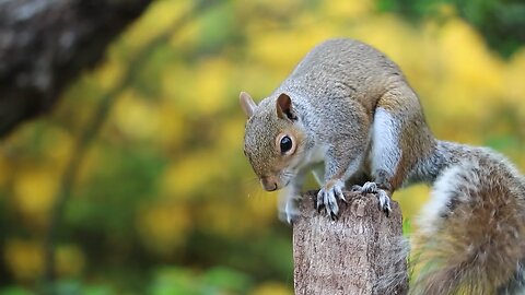 Squirrel on the wood